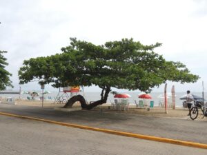 Passeio de Bicicleta